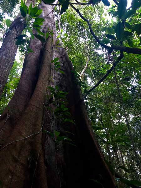 Árvores - Trilha do Baepi - Ilhabela - Por Elas Mundo Afora