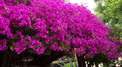 bouganvillea