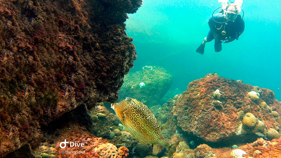 Ilha Divers - Operadora de Mergulho em Ilhabela