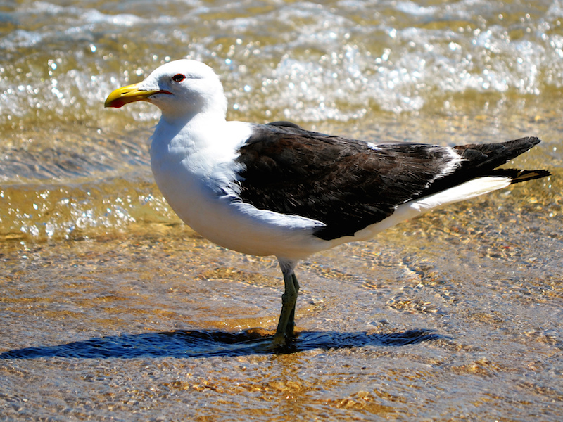 Albatroz (foto: Rodrigo Soldon 2 - Flickr)