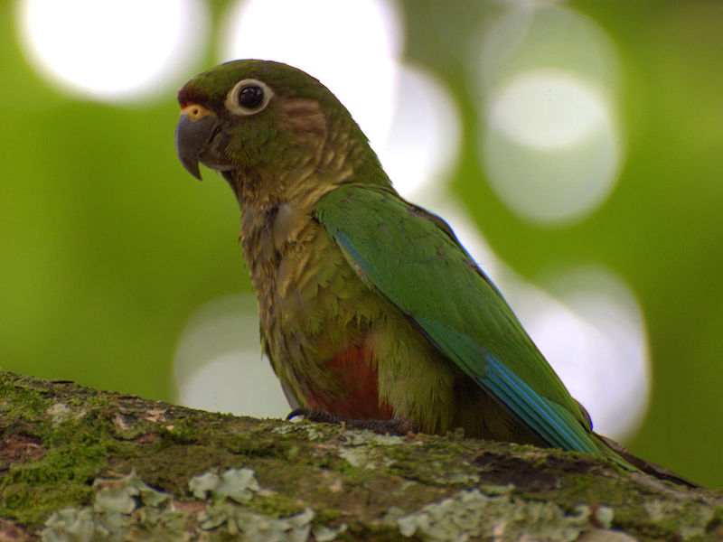 Tiriba de testa vermelha (foto: Dario Sanches - wikimedia commons)