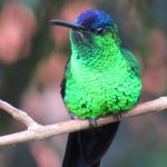 Beija-flor de fronte violeta - birdwatching Ilhabela - Secretaria de Turismo de Ilhabela