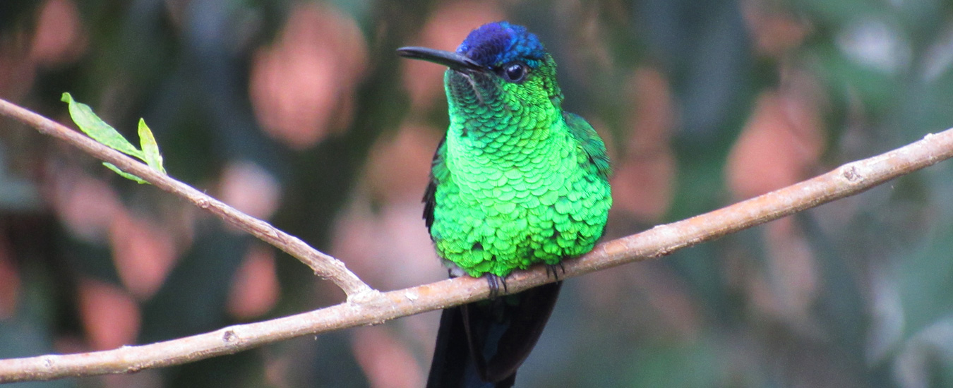 Beija-flor de fronte violeta - birdwatching Ilhabela - Secretaria de Turismo de Ilhabela