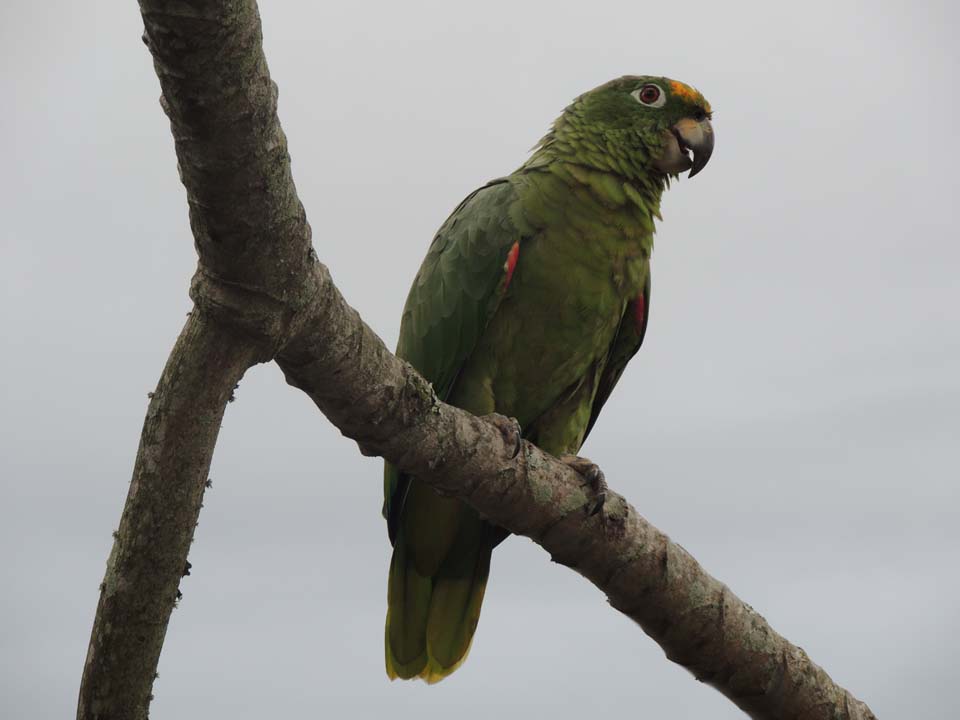 Papagaio Moleiro -mIlhabela (foto: Secretaria de Turismo de Ilhabela)