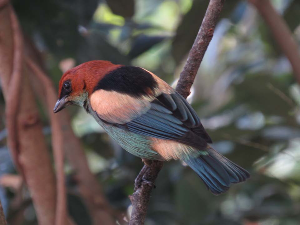 Saíra Sapucaia - Birdwatching (foto: Secretaria de Turismo de Ilhabela)