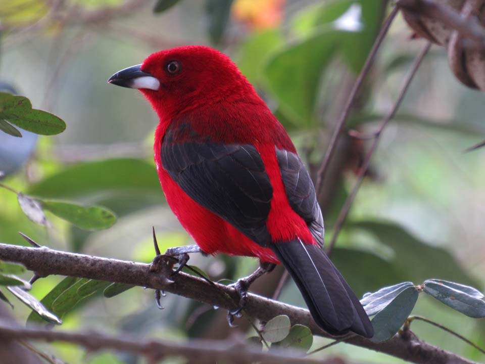 Tiê Sangue - Birdwatching (foto: Secretaria de Turismo de Ilhabela)