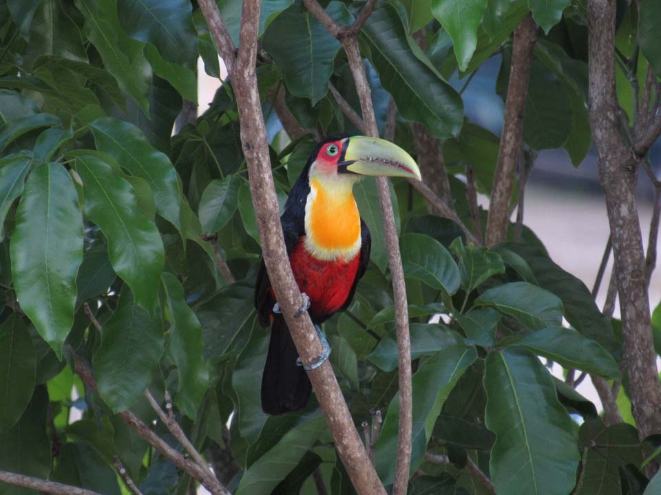 Tucano de Bico Verde - Birdwatching (foto: Secretaria de Turismo de Ilhabela)