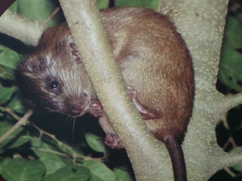 Cururuá espécie endêmica de Ilhabela (Imagem: Arquivo Pessoal/Alessandra Stefani)