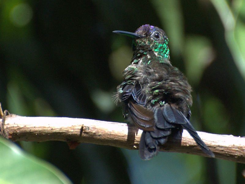 Pássaro em Ilhabela (Imagem: Dario Sanches/Wikimedia Commons)