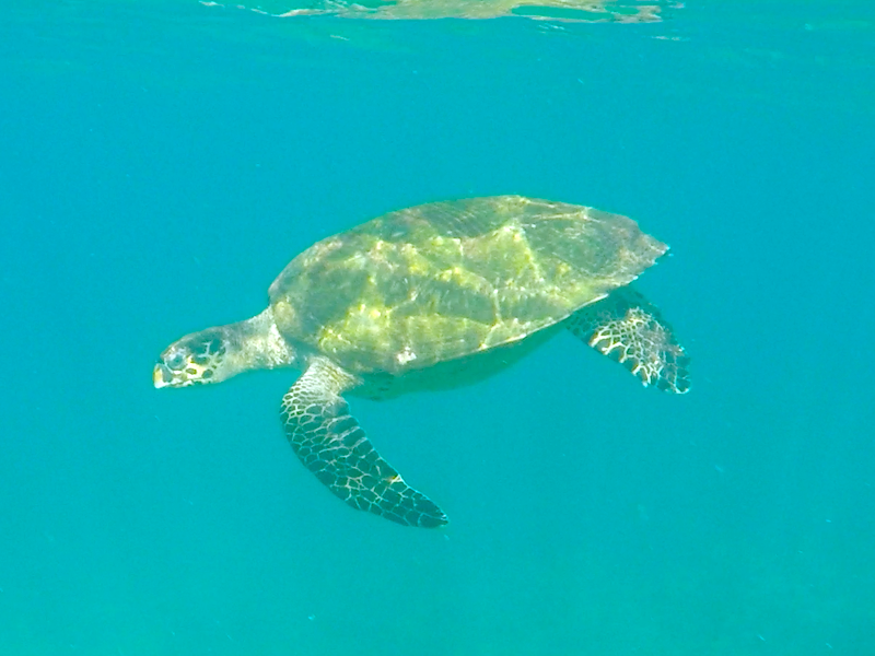 Tartaruga marinha em Ilhabela (Imagem: Alessandra Stefani/Arquivo Pessoal)