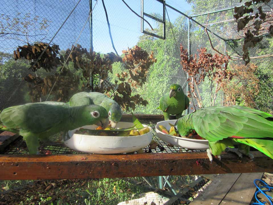 Aviário Pré-soltura - ASM Cambaquara Ilhabela