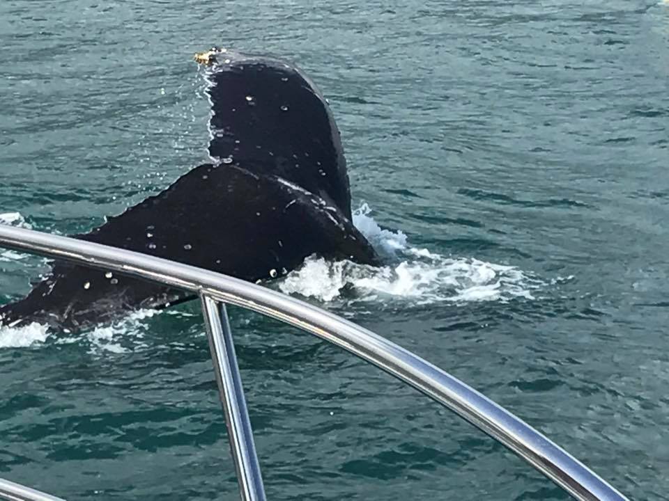 Baleia Jubarte chega bem perto da costa de Ilhabela no dia 22 de julho (imagens: Reprodução Facebook / Odoardo Lantieri)