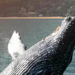 Baleia Jubarte em Ilhabela
