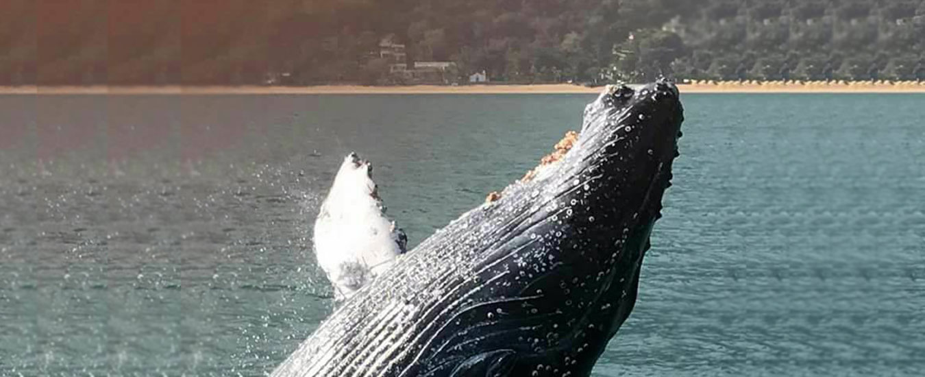 Baleia Jubarte em Ilhabela