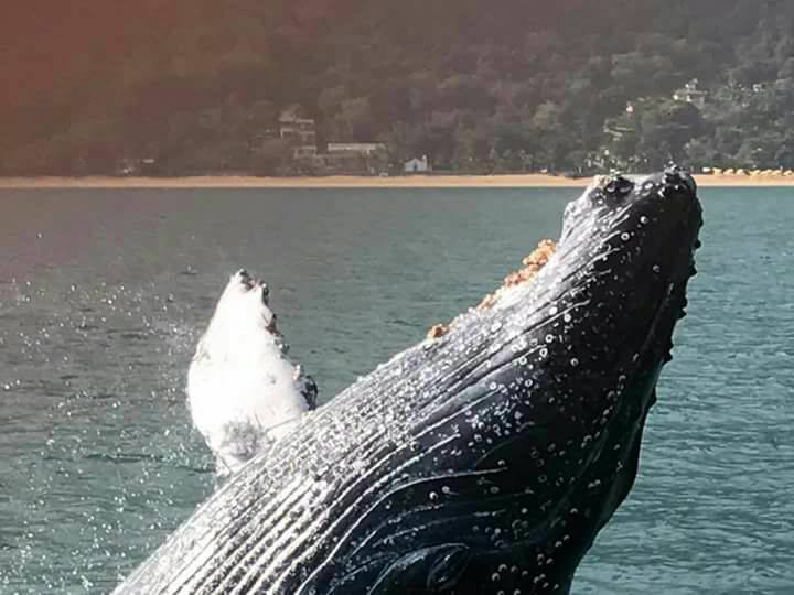 Baleia Jubarte chega bem perto da costa de Ilhabela no dia 22 de julho (imagens: Reprodução Facebook / Odoardo Lantieri)