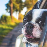 4 dicas para viajar com seu animal de estimação - Portal Ilhabela.com.br