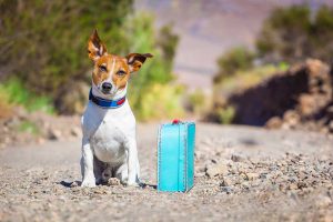 4 dicas para viajar com seu animal de estimação - Portal Ilhabela.com.br