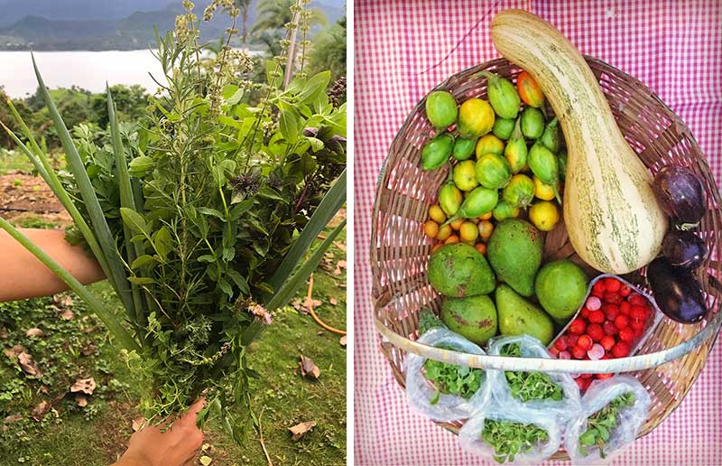 MUDA Alimentos Agroecológicos - Alimentação Saudável em Ilhabela