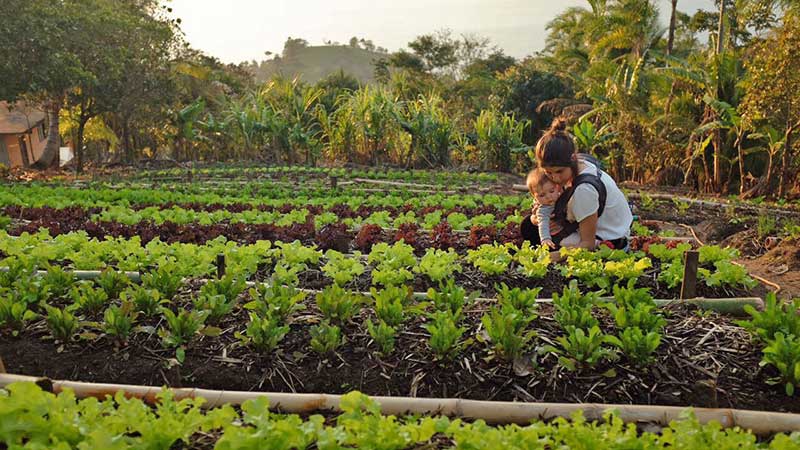 MUDA Alimentos Agroecológicos - Alimentação Saudável em Ilhabela