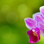 Exposição Orquídeas - Dia das Mães em Ilhabela