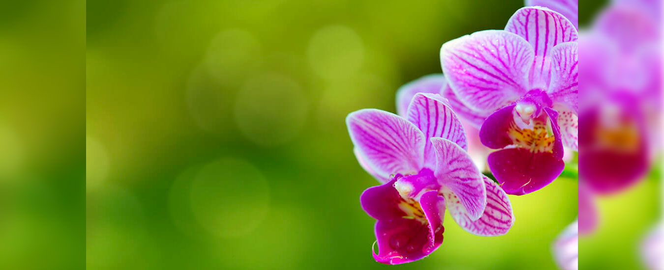 Exposição Orquídeas - Dia das Mães em Ilhabela