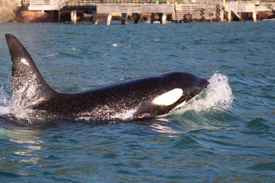 Baleia Orca em Ilhabela (Imagem: Manuel Albaladejo do Instituto Argonauta)