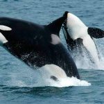 Baleias Orcas em Ilhabela (imagem: Pixabay)
