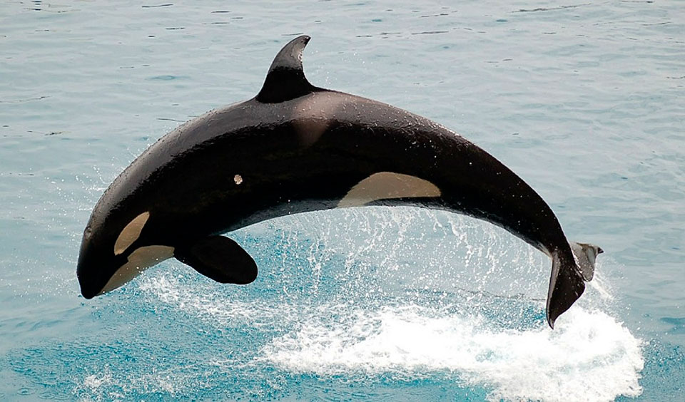 Baleia Orca em Ilhabela (imagem: Pixabay)