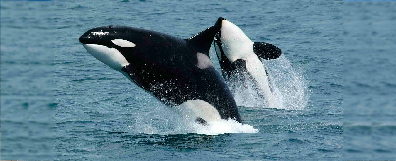 Baleias Orcas em Ilhabela (imagem: Pixabay)