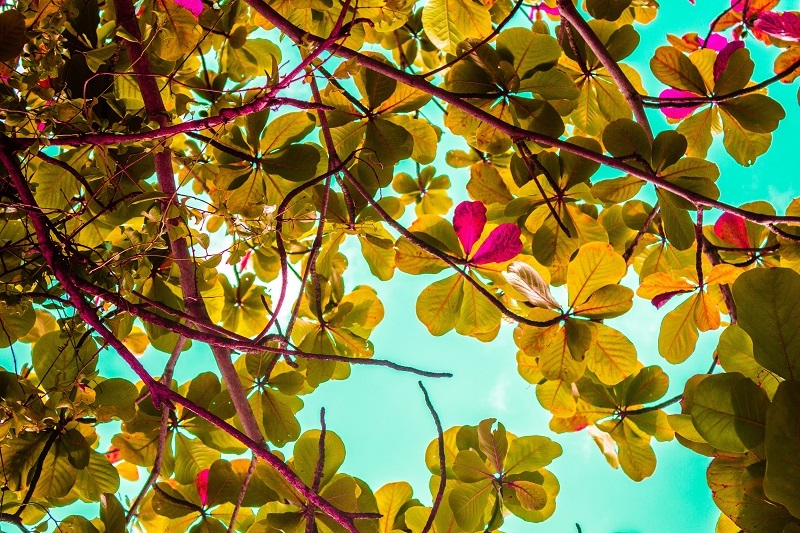 Natureza em Ilhabela - Shutterstock