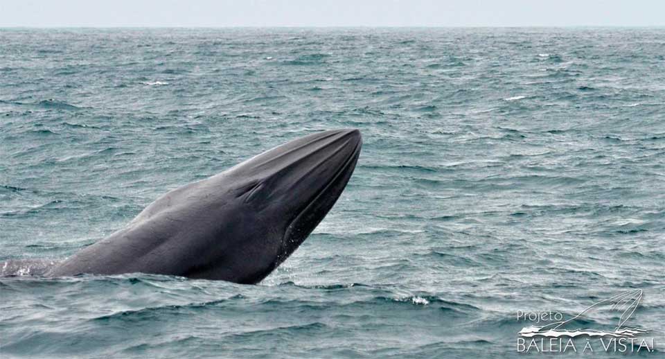 Baleia de Bryde, mais comum na região, em um raro momento de salto (Foto: Julio Cardoso / Projeto Baleia à Vista)