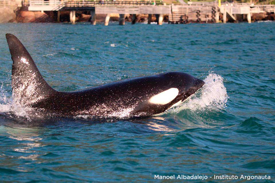 Baleia Orca avistada em Ilhabela (Foto: Manoel Albadalejo / Instituto Argonauta)