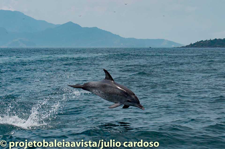 Golfinho Pintado do Atlântico, muito comum em Ilhabela (Foto: Julio Cardoso / Projeto Baleia à Vista)