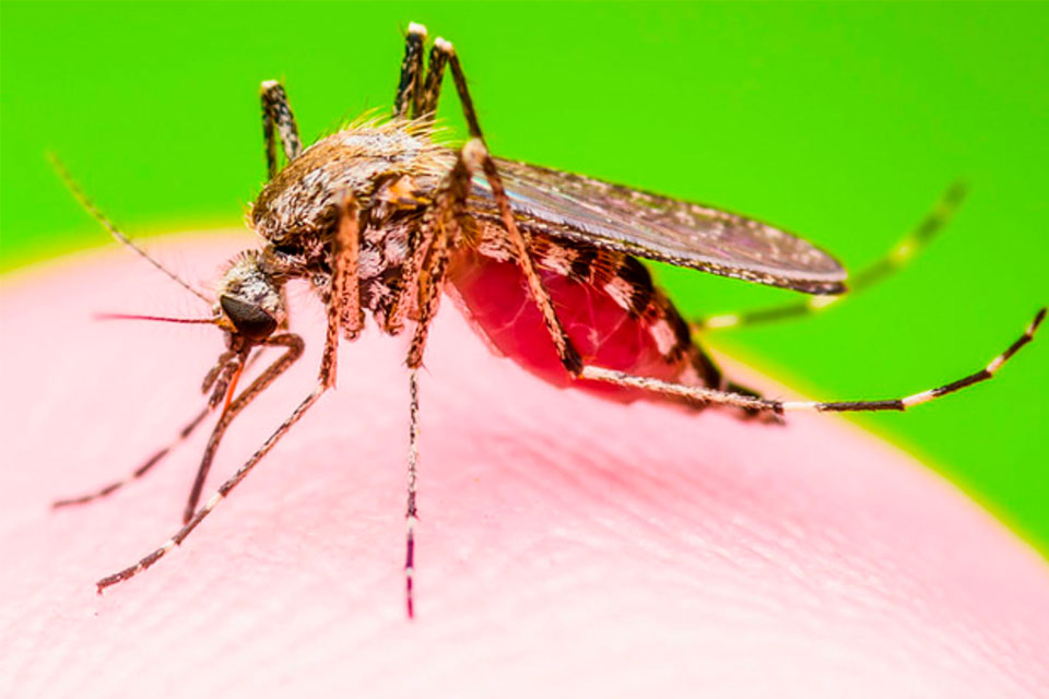 Dicas de repelentes contra dengue, zika, chicungunya e febre amarela - Ilhabela.com.br