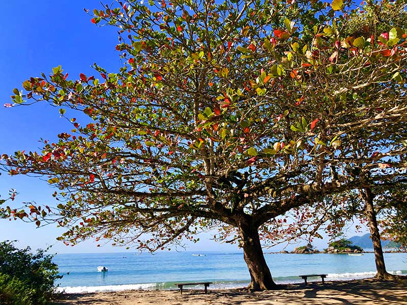 Praia de Castelhanos - Ilhabela no inverno (foto: Acervo Ilhabela.com.br)