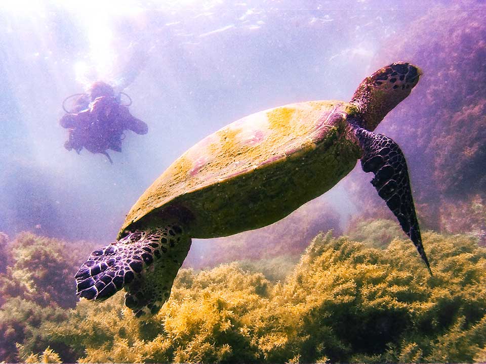 7 dicas de mergulho em Ilhabela - Oceano Sub - Ilhabela.com.br