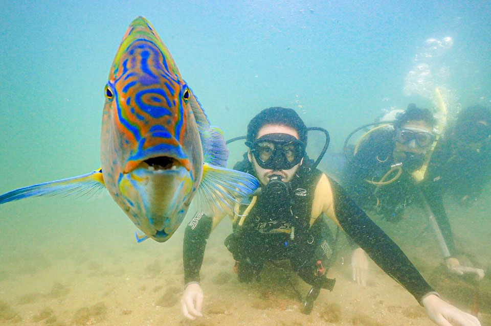 7 dicas de mergulho em Ilhabela - Oceano Sub - Ilhabela.com.br