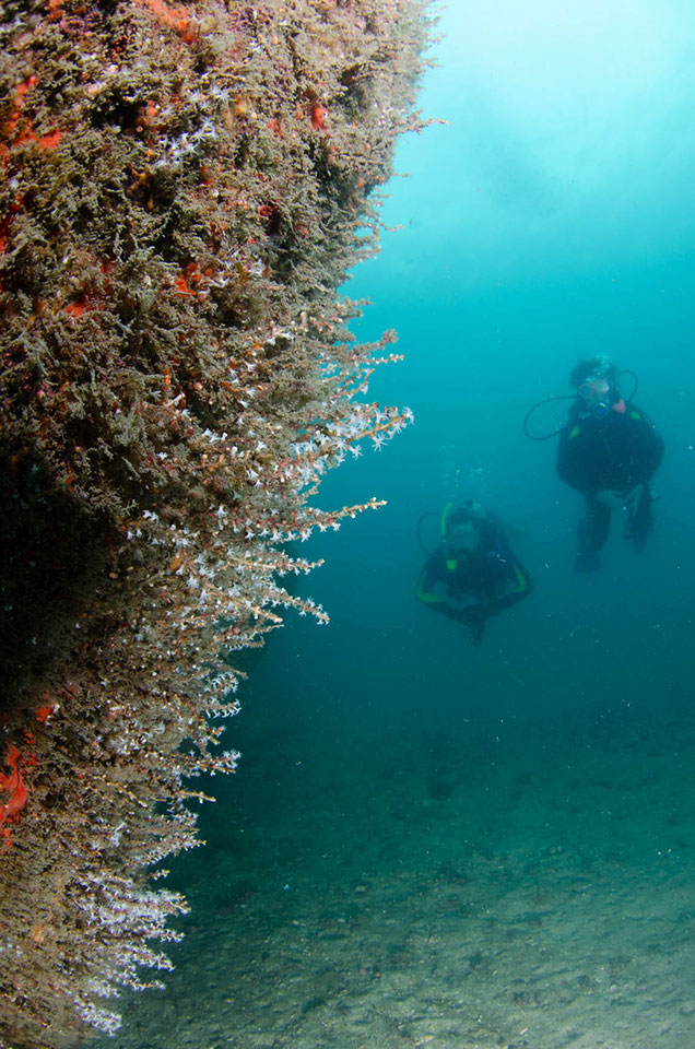 7 dicas de mergulho em Ilhabela - Oceano Sub - Ilhabela.com.br