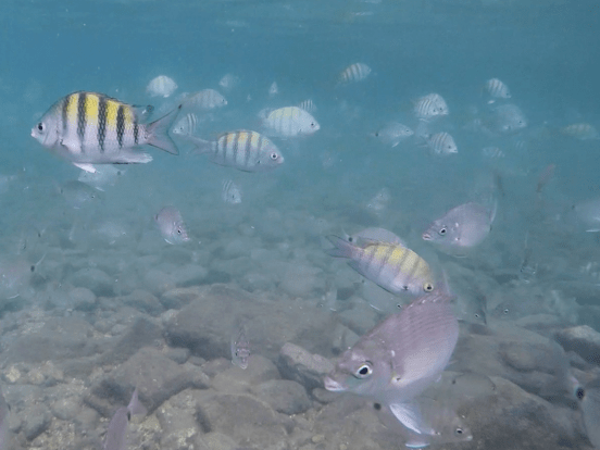 Peixes na Ilha das Cabras (Imagem: Arquivo Pessoal/Alessandra Stefani)