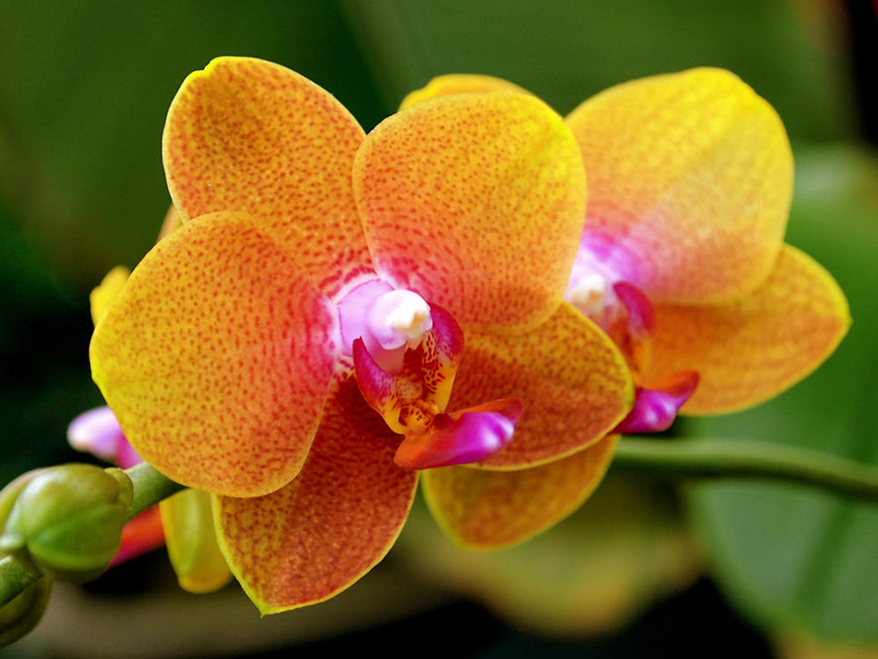 Exposição de Orquídeas em Ilhabela
