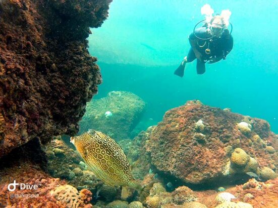 Fundo do mar - Mergulho em Ilhabela - Ilha Divers