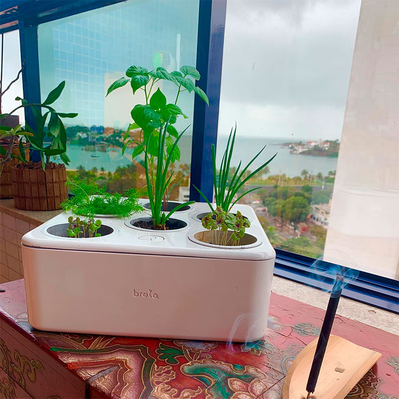 Brota - Horte Inteligente - Ilhabela.com.br