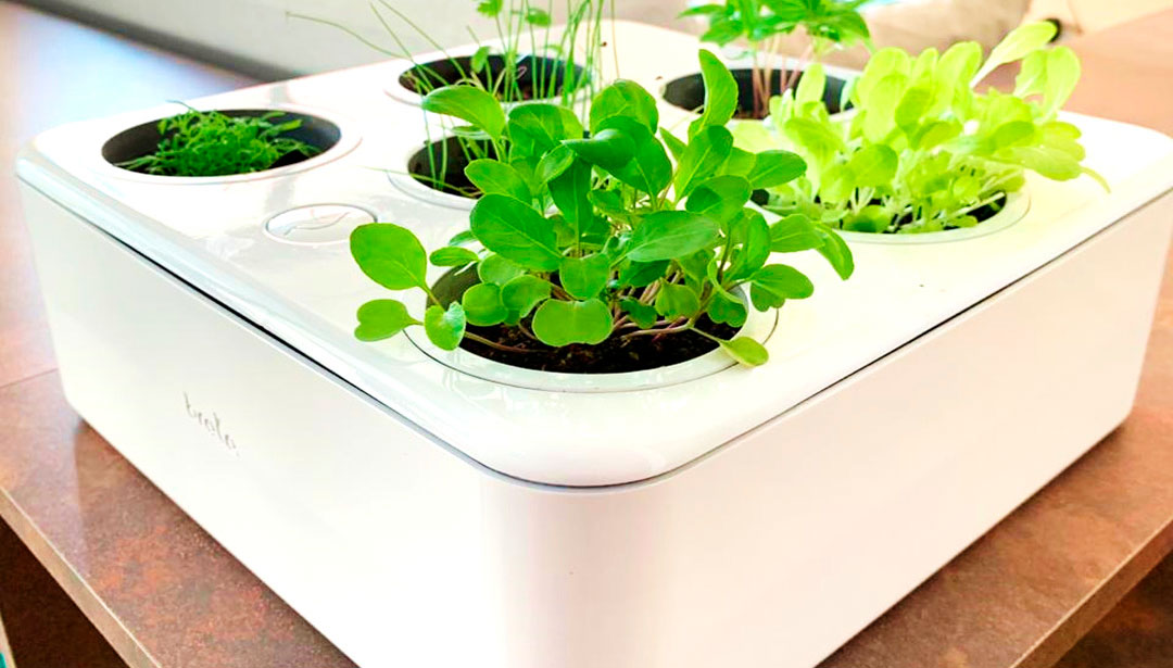 Chegou a Brota: uma maneira de levar a natureza para dentro de casa - Horta Inteligente - Ilhabela.com.br