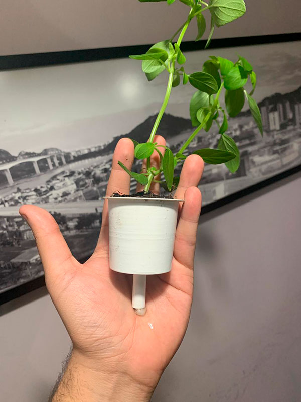 Capsulas da Brota - Horta Inteligente - Ilhabela.com.br