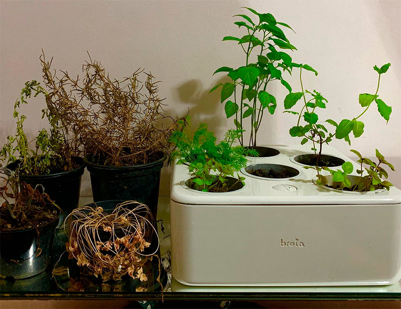 Horta convencional x Horta Inteligente Brota - Ilhabela.com.br