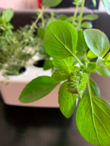 Hortaliças e temperos - Brota - Horta Inteligente - Ilhabela.com.br