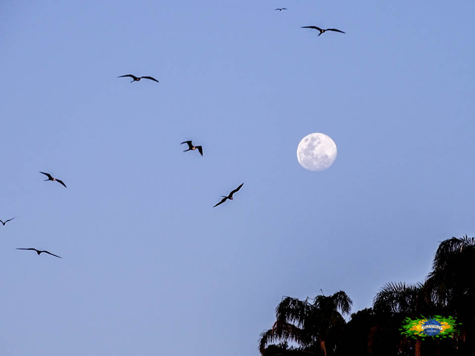 Fragatas, aves típicas da região, formando o maior ninhal de aves marinhas do Atlântico Sul