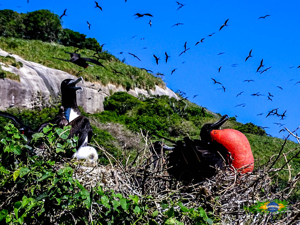 Fragatas em período de acasalamento - Arquipélago de Alcatrazes, maior ninhal de Fragatas do Atlântico Sul - Maremar Turismo