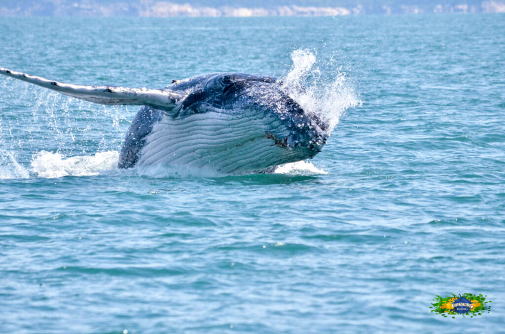 Baleia Jubarte em Ilhabela - Maremar Turismo - Ilhabela.com.br