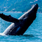 Expedição Ilhabela Alcatrazes valoriza belezas da vida marinha - Avistamento de baleias jubartes em Ilhabela